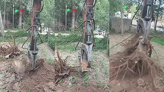 video Aj vám v záhrade vadia staré pne?