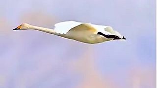 video Naozaj veľmi elegantné pristátie labute na vode