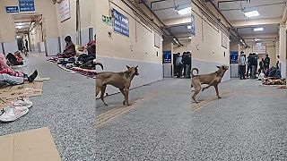 video Medzičasom v nemocnici v Naí Dillí
