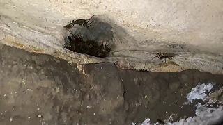 video A čo ty, strčil by si ruku do tohto hniezda obrovských stonožiek?