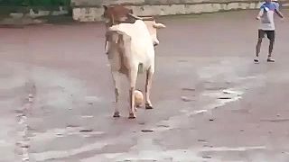 video Hrali sme futbal ale potom prišiel býk, chcel hrať s nami!