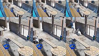 video Žena z Britskej Kolumbie zachránila kozu pred pumou, puma dostala kopačku