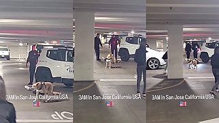 video Asistenčný pes bránil svojho pána, ktorý skolaboval po epileptickom záchvate