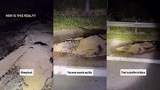 video Mŕtvy aligátor sa premenil na obrovskú kopu červíkov