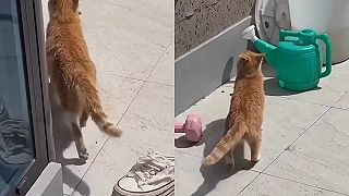 video Mama mačka usúdila, že je treba presťahovať mačence