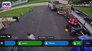 video Husky odohnal medveďa, ktorý napadol dieťa na príjazdovej ceste v Connecticut