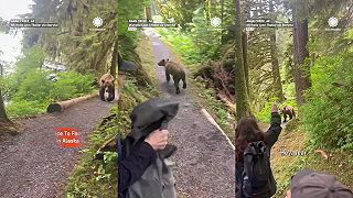 video Turisti pokojne obišli medveďa grizly na úzkej ceste na Aljaške