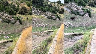 video Ako si 4 kamošky piknik vo výbehu býka urobili