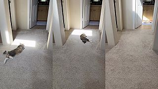 video Mačička má rada slnko, občas sa treba dobre vyhriať