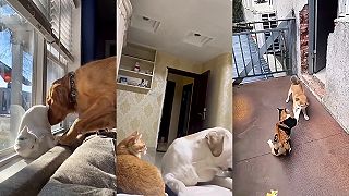 video Večný spor medzi mačkami a psami