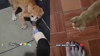 video Zmizni ty netvor!