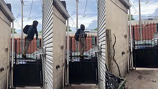 video Vagabund zostal visieť na plote, nakoniec si to odniesli gate