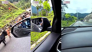 video Čo s tými kozami na ceste?