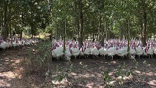 video Morky by ju určite zobrali medzi seba