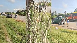 video Lesníci si mysleli, že leopard zaspal, zrazu sa však vrhol na jedného z nich