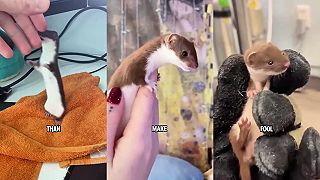 video Mladá žena chová doma lasice, sú to pojašené zvieratká!