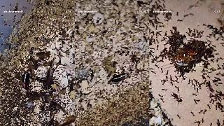 video Šváb sa stal potravou pre mravce