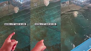 video Keď máš za kamarátku sépiu