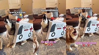 video Už viem, aký kostým bude mať môj husky na Halloweena