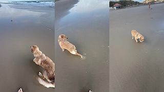 video Pesa zistil, že s krabmi nie je sranda (Brazília)