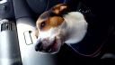 Jack russel cestuje a straaaasne sa tesiiii : - )