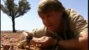 Steve Irwin