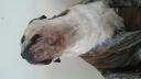 Bulldog superstar