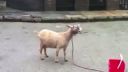 GoatStep - Skrillex Kill Everbody