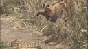 Súboj Serval vs Had