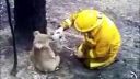 Prežila požiar v Austrálii: Koala menom Sam