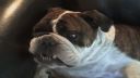 Bulldog BooBoo a kukuričné tyčinky