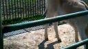 ZOO KOŠICE 3