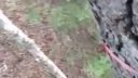 video Keď príde poľovníka pozrieť korisť