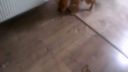 Pitbull vs. harmonika