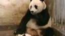 video Panda