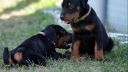 Doberman šteniatka