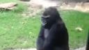 Gorila v Zoo trochu vystrašila deti