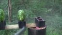 Magnum 500 vs. melony