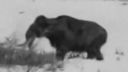 Mamut z roku 1943