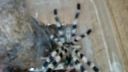 Pavúk Poecilotheria formasa