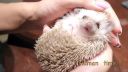 video Malý ježko a jeho kamoš