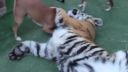 Tiger sa hrá so psami