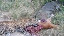 Spoločná korisť afrických predátorov
