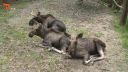 NA ŠPACÍRU - ZOO OHRADA - HLUBOKÁ NAD VLTAVOU