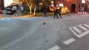 Tancujúci holub