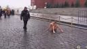 Pribil si semenníky o dlažbu!