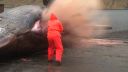 video Likvidácia mŕtvej veľryby