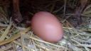 video Detailný záber na proces znášania vajca
