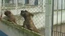 Fila Brasileiro - Brazilsky Fila