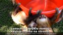 Pravdivé fakty o leňochodoch